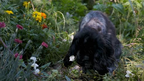 cute spaniel puppy dog stops to smell the roses in slow motion, fixed soft focus