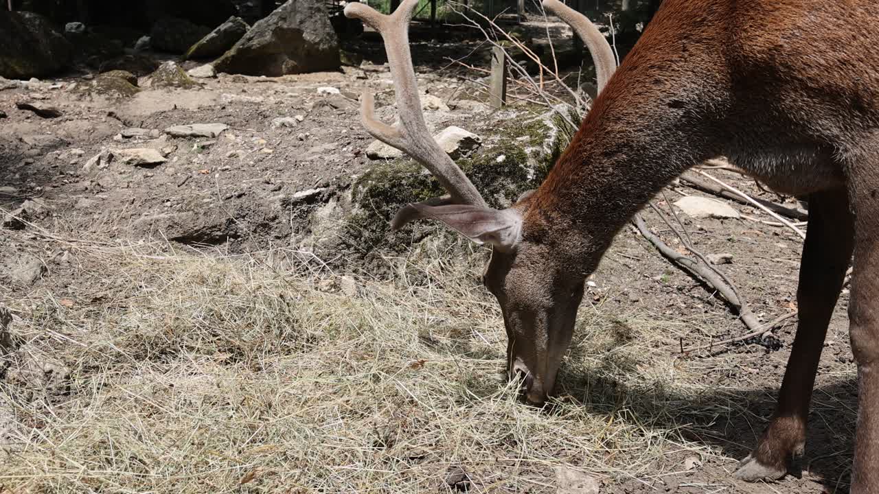 disparo de cerca de un ciervo macho lindo con cuernos comiendo heno al aire libre en el desierto en un día soleado