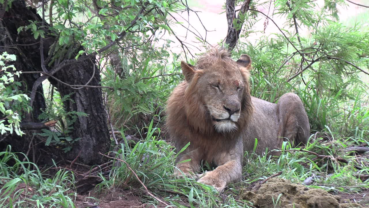 un joven león macho yace en la hierba, los escarabajos de estiércol ruedan sus bolas delante de él