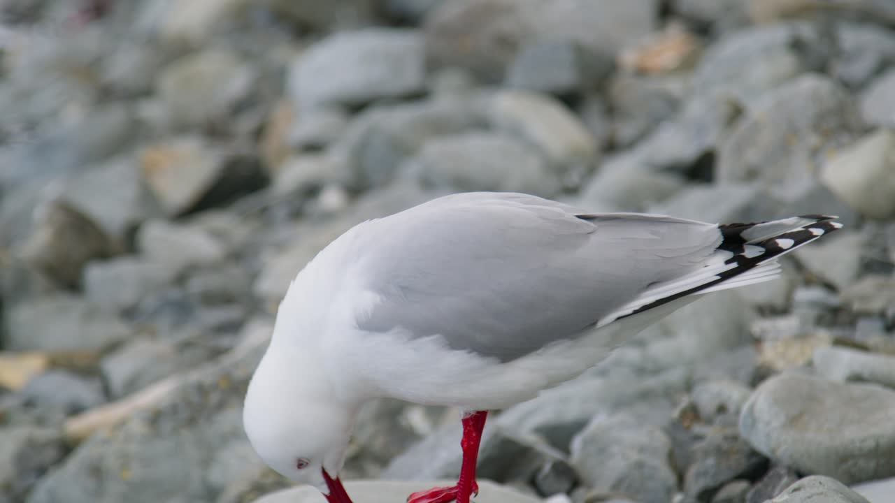 Primo piano di un gabbiano in piedi su una roccia su una spiaggia