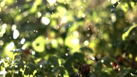 blurred garden in sunlight with water drops