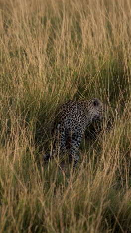 leopard in tall grass