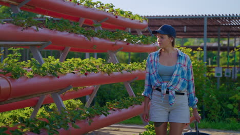 woman inspecting strawberries in a vertical hydroponic farm