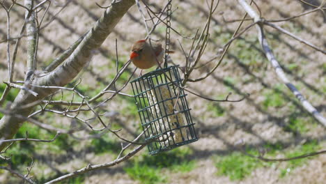 Cardenal-Del-Norte-Hembra-Comiendo-En-Un-Comedero-Para-Pájaros-Sebo-Durante-El-Invierno-Tardío-En-Carolina-Del-Sur