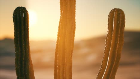 saguaro cactus on the sonoran desert in arizona