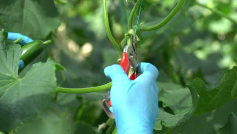 la cosecha de pepinos de la planta