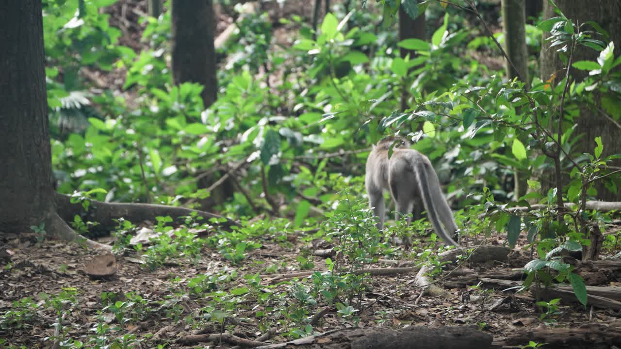 Lone long-tailed macaque monkey wandering between tree roots in the lush Ubud forest
