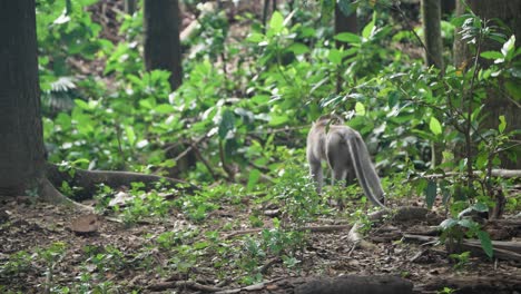 lone long-tailed macaque monkey wandering between tree roots in the lush ubud forest