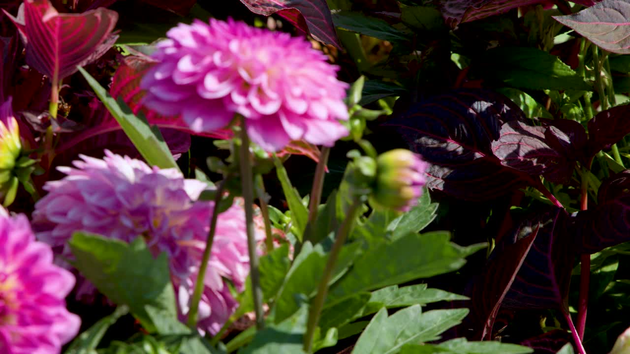 Camera pans over blooming Penstemon, Salvia, and Zinnia flowers in bright natural sunlight