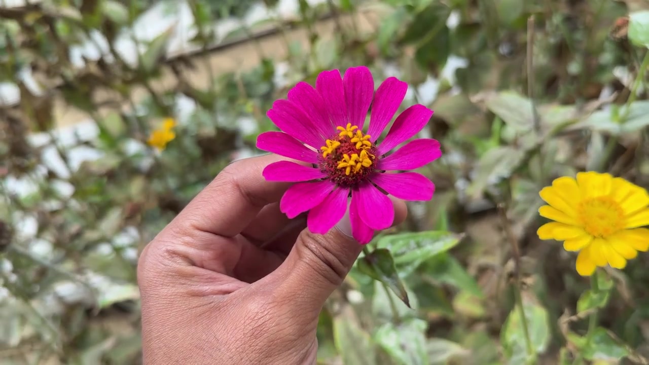 Tangan Memegang Bunga Zinnia Merah Muda Cerah di Taman