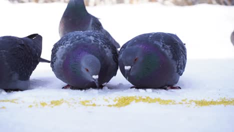 palomas comiendo en la nieve