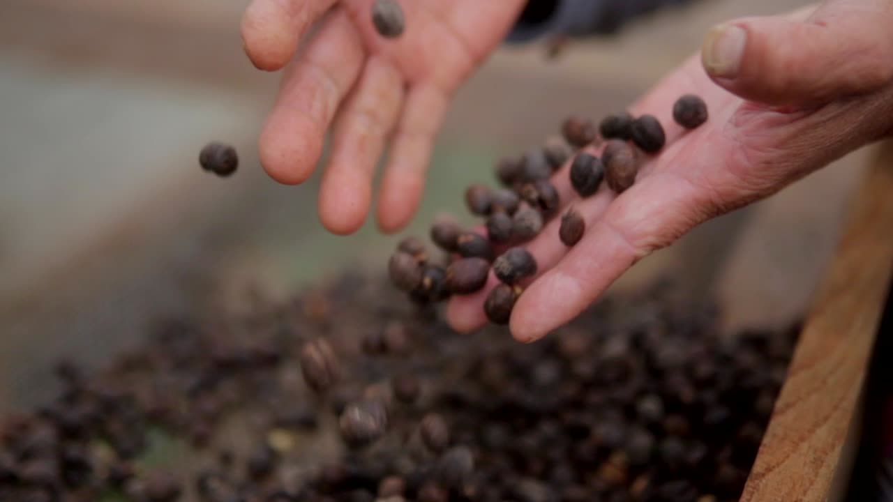 Old lady hands touching dry dark coffee beans in a rural house in central America