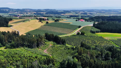 drone flight over the evergreen pine tree woods approaching farmlands. beautiful rural area at backdrop