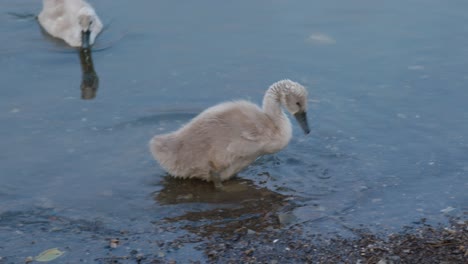 swan in the water