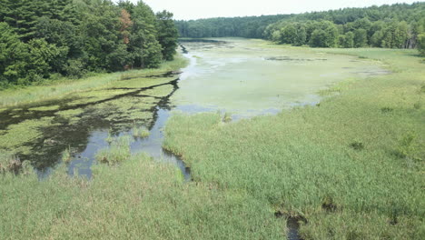 Reeds-and-marsh-land-separate-lake-from-water-chestnut-covering-the-surface,-Lake-Fitzgerald-Northampton-Massachusetts