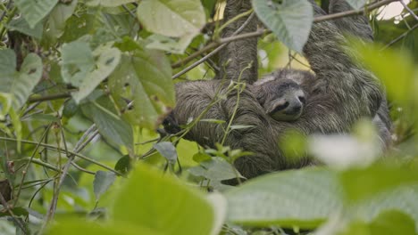 Three-toed-sloth-resting-among-lush-green-leaves,-Caribbean-coast-of-Costa-Rica,-tranquil-wildlife-scene