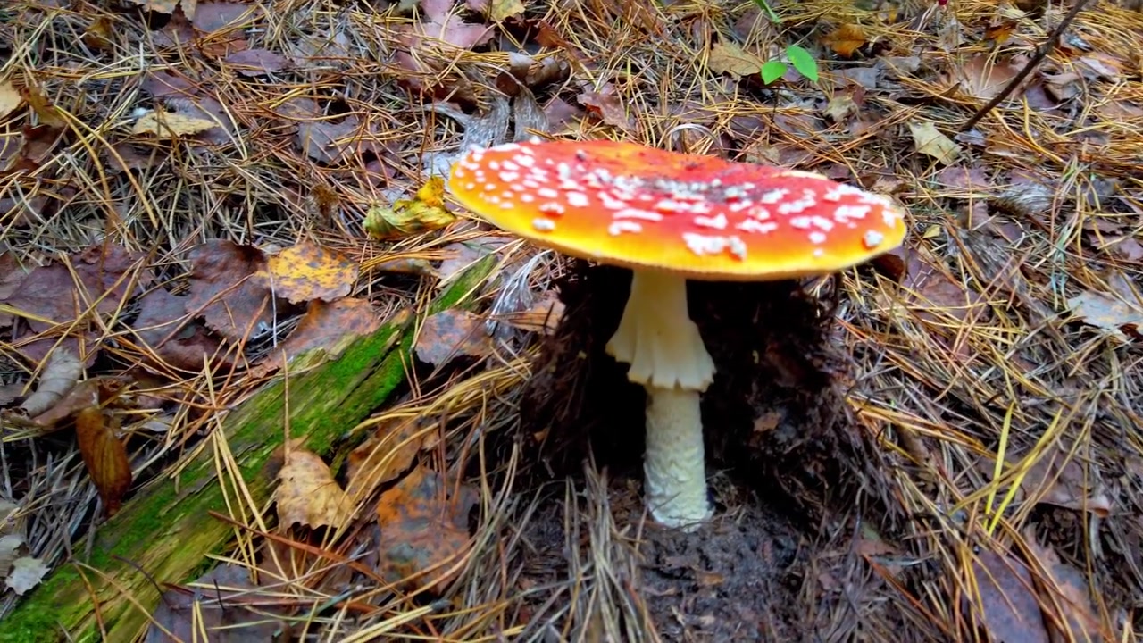 Fly agaric mushroom in the autumn forest. Amanita muscaria.