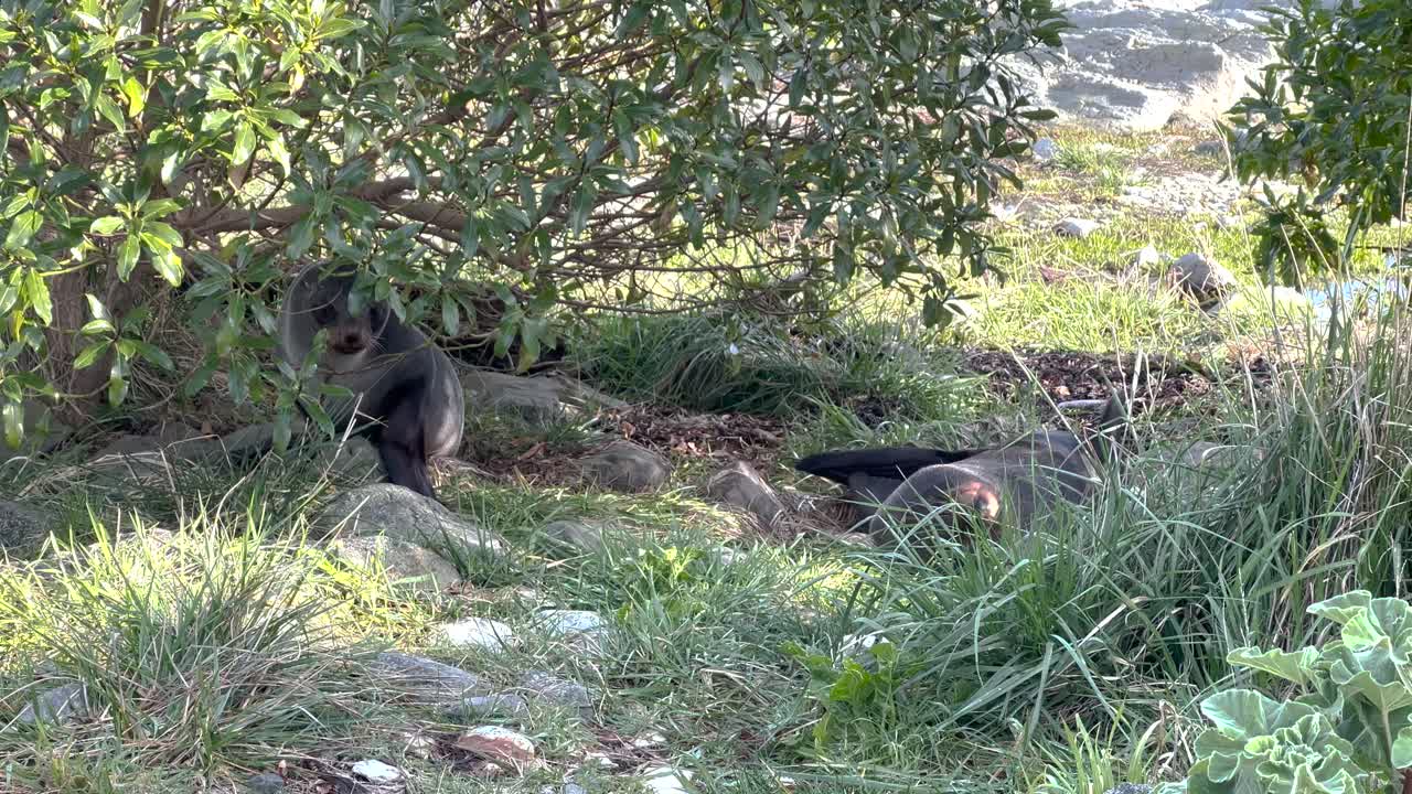 Otaria orsina che si strofina nell'erba alta, graziosa scena di animali selvatici, mammiferi marini della Nuova Zelanda.