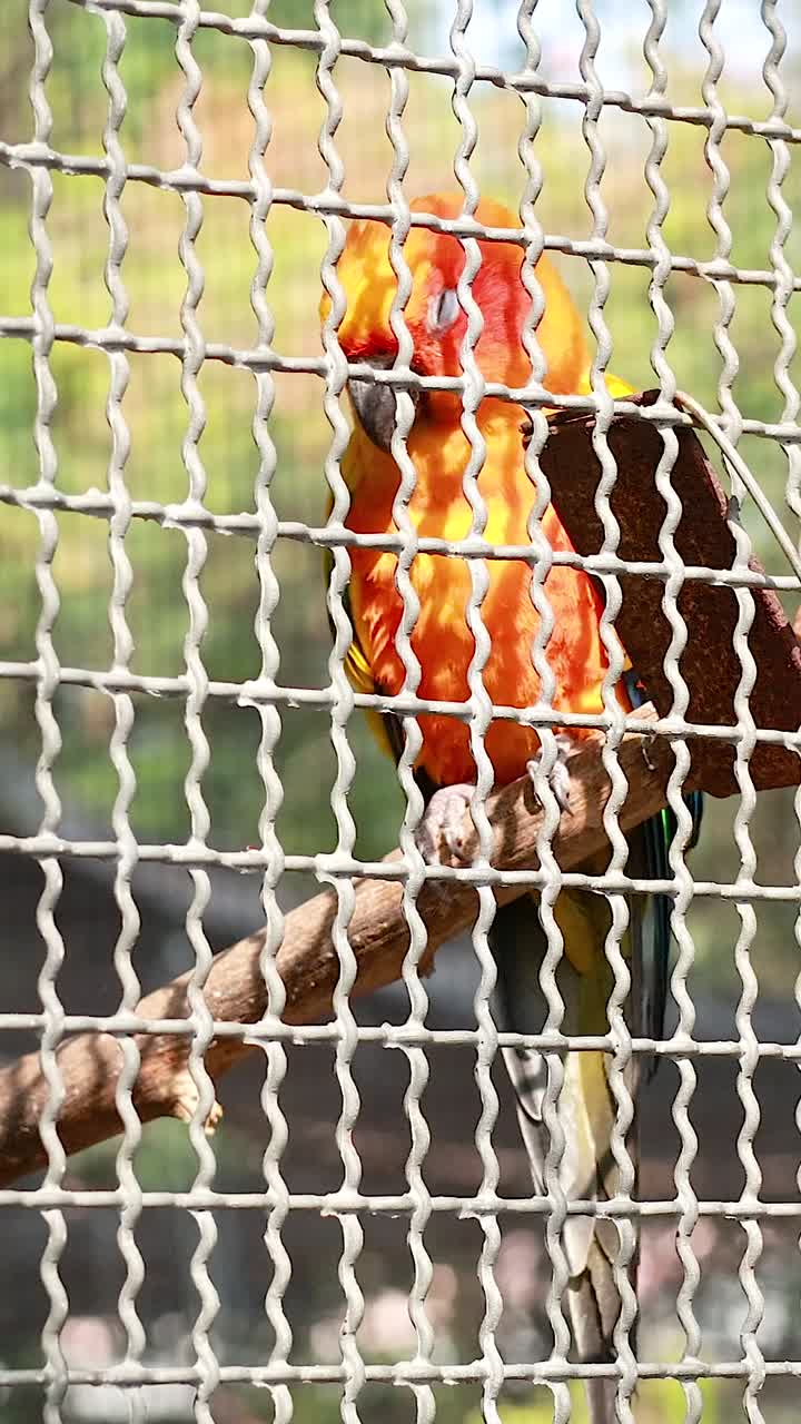 conura del sol en una jaula en el mercado