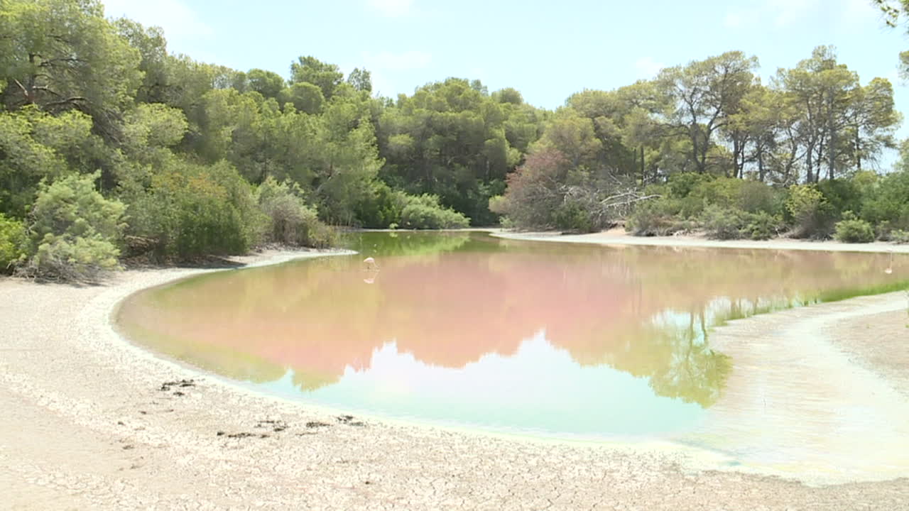 Pink Lake with Flamingos and Lush Surroundings