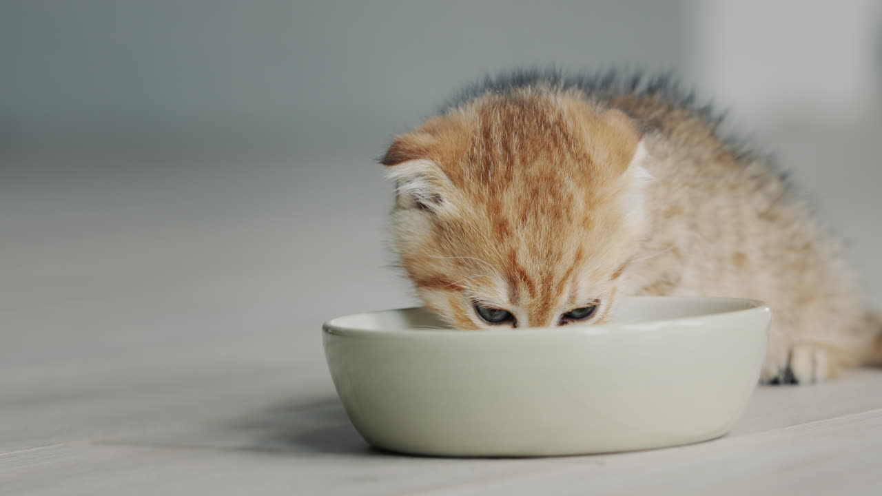 un gatito pequeño come comida de un plato en el suelo de la casa