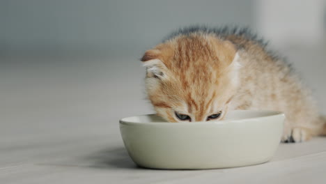 El-Pequeño-Gatito-Come-Comida-De-Un-Recipiente-En-El-Suelo-De-La-Casa.