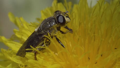 Mosca-De-La-Fruta-Sobre-Un-Diente-De-León-Amarillo-En-Este-Increíble-Video-Súper-Macro,-Que-Muestra-Su-Cuerpo-Cubierto-De-Polen-Y-Los-Delicados-Movimientos-De-Sus-Piernas-Y-Lengua.