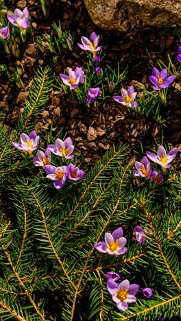 vertical full day timelapse with many purple crocus flowers blooming through melting snow in early spring sun. garden bloom from daylight to dusk. bees collect pollen from vibrant crocus flowers.