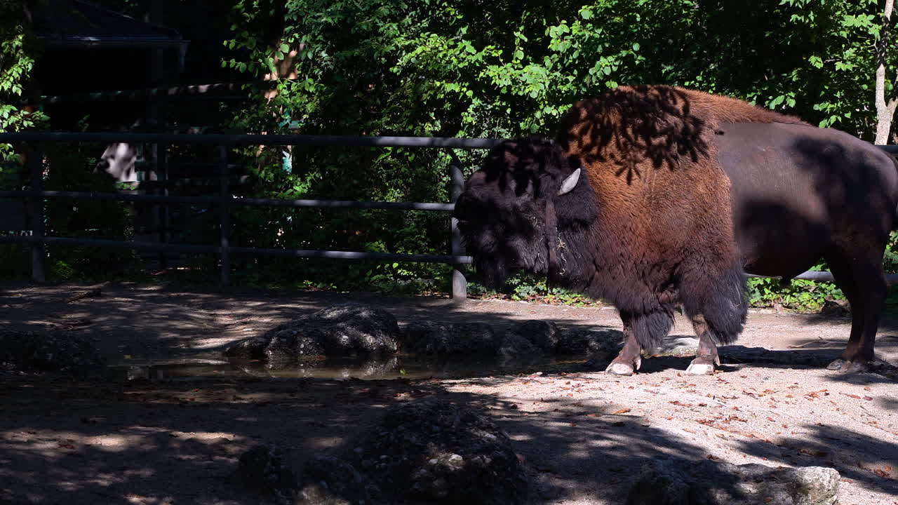 큰 미국 버팔로 또는 들소가 그림자에 있는 물 구멍에서 물을 마시고 있습니다.