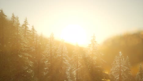 bosque de pinos al amanecer con cálidos rayos de sol