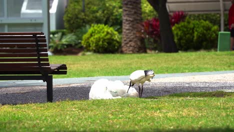 Famous-Australian-white-ibis,-threskiornis-molucca-known-as-bin-chicken-spotted-at-the-park,-rummaging-the-garbage,-scavenging-on-rubbish-dumped-by-human,-plastic-wastes,-destruction-of-ecosystem