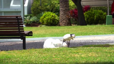 famoso ibis blanco australiano, threskiornis molucca conocido como pollo bin visto en el parque, hurgando en la basura, hurgando en la basura arrojada por humanos, desechos plásticos, destrucción del ecosistema
