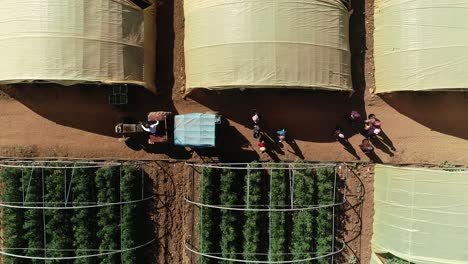 aerial of a tractor moving through a vegetable greenhouses farm while people carry the harvested vegetables in baskets