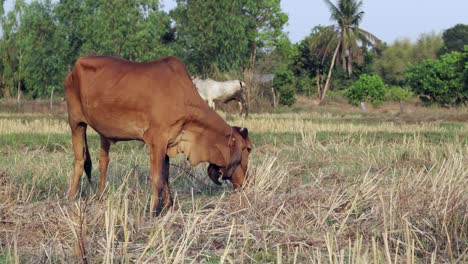 thai brahman, which is a popular farm animal in thailand, grazing in the field and eating dry grass