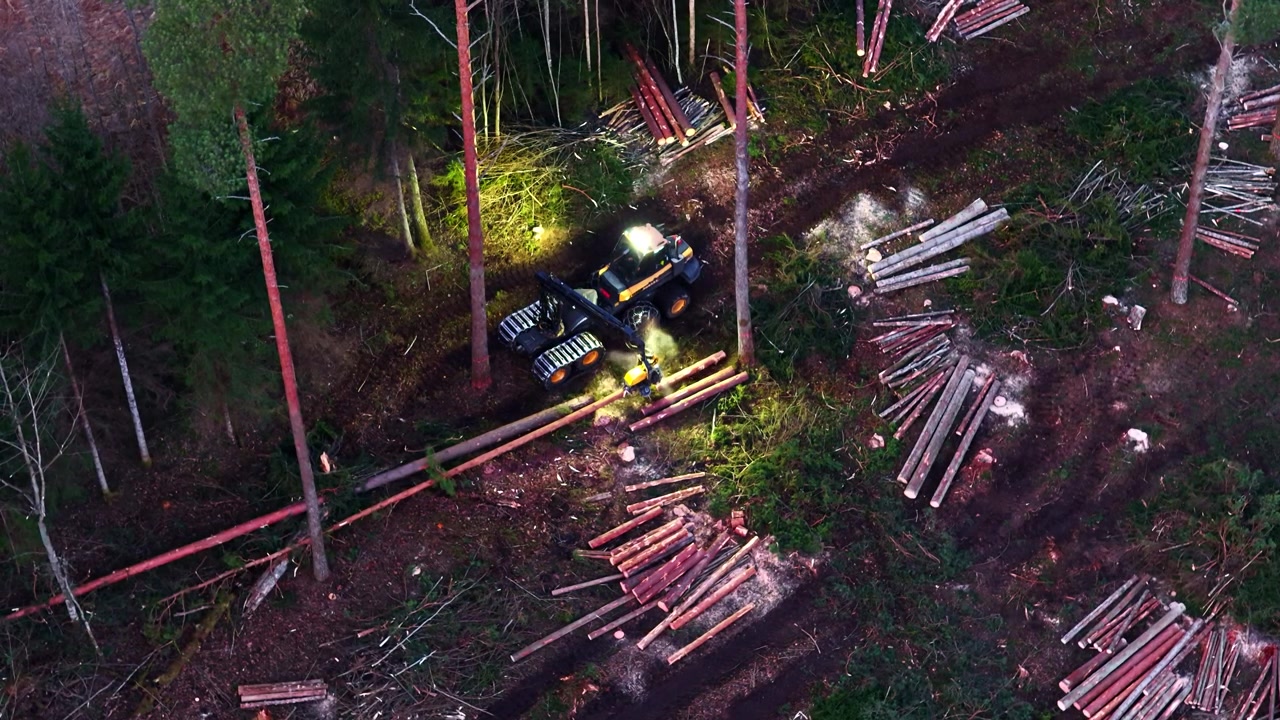 Harvester operator cutting down trees and sawing to length in a forest deforestation operation at night