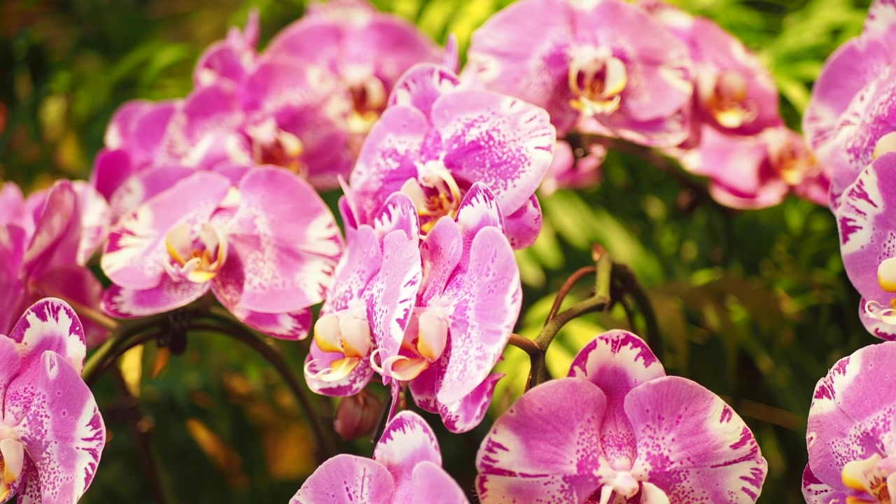 Primo piano di vivaci orchidee Phalaenopsis rosa in un giardino