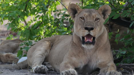 Female-Lion-Breathing-Heavily-While-Resting-In-The-Bush