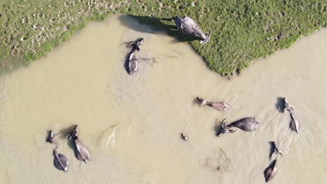 Aerial-view-of-buffalo-herd-wading-in-cool-muddy-water-to-escape-the-heat,-Bangladesh