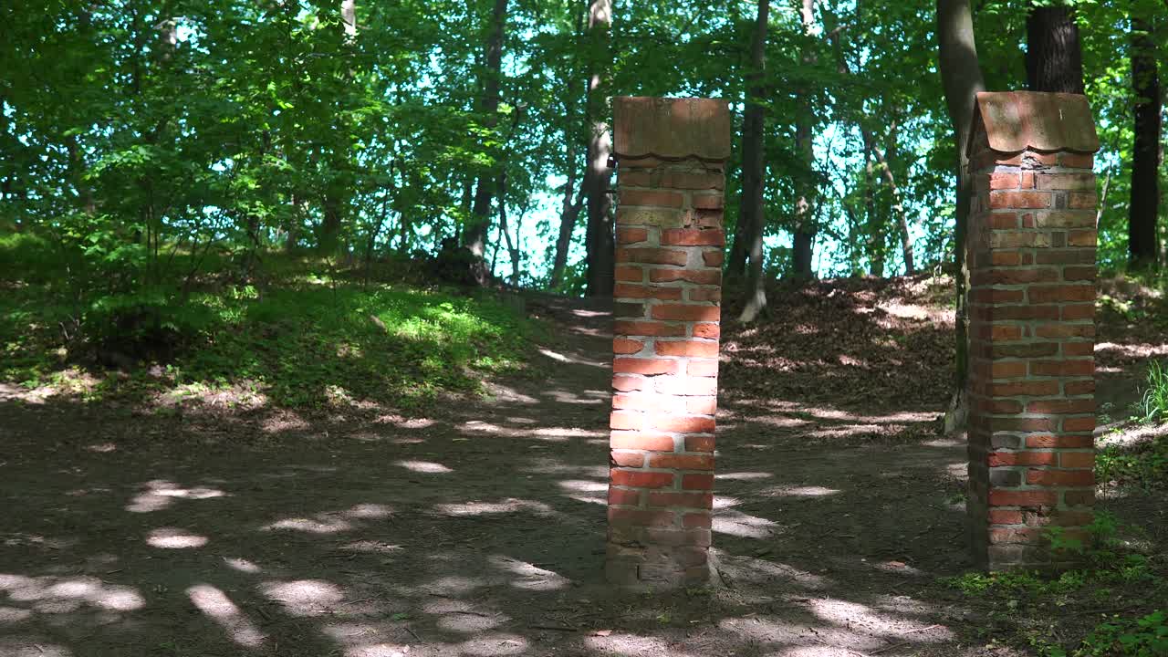 숲 속의 4k 오래된 문