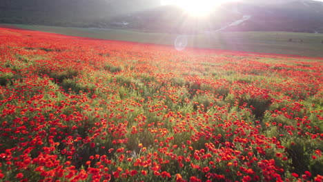 red poppy field at sunrise/sunset