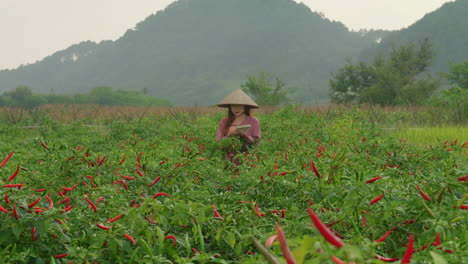 young-chinese-farmer-taking-note-with-pen-on-notebook-of-red-hot-chili-pepper-plantation-,-woman-wearing-rice-bamboo-hat-checking-the-crop-in-the-field