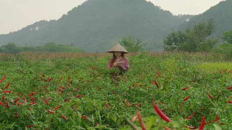 joven agricultor chino tomando nota con pluma en el cuaderno de la plantación de pimienta picante roja, mujer con sombrero de arroz y bambú comprobando la cosecha en el campo