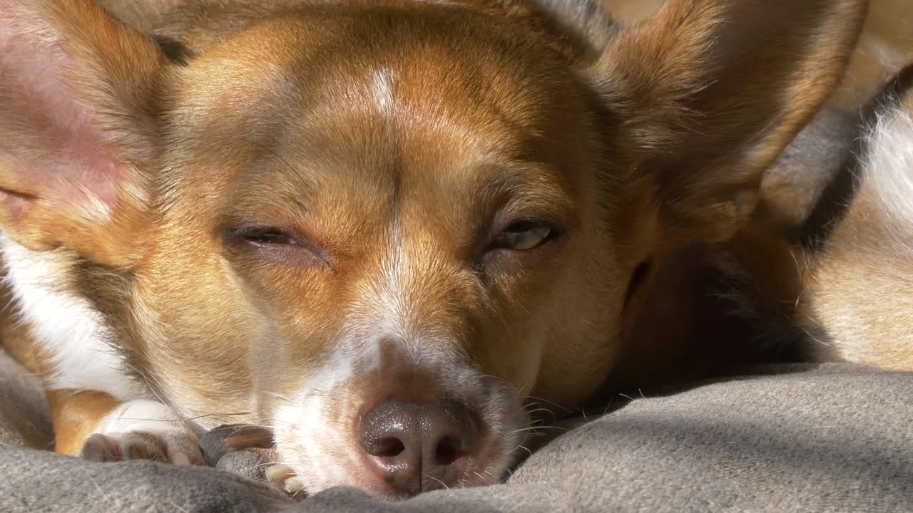 perro durmiendo a la luz del sol