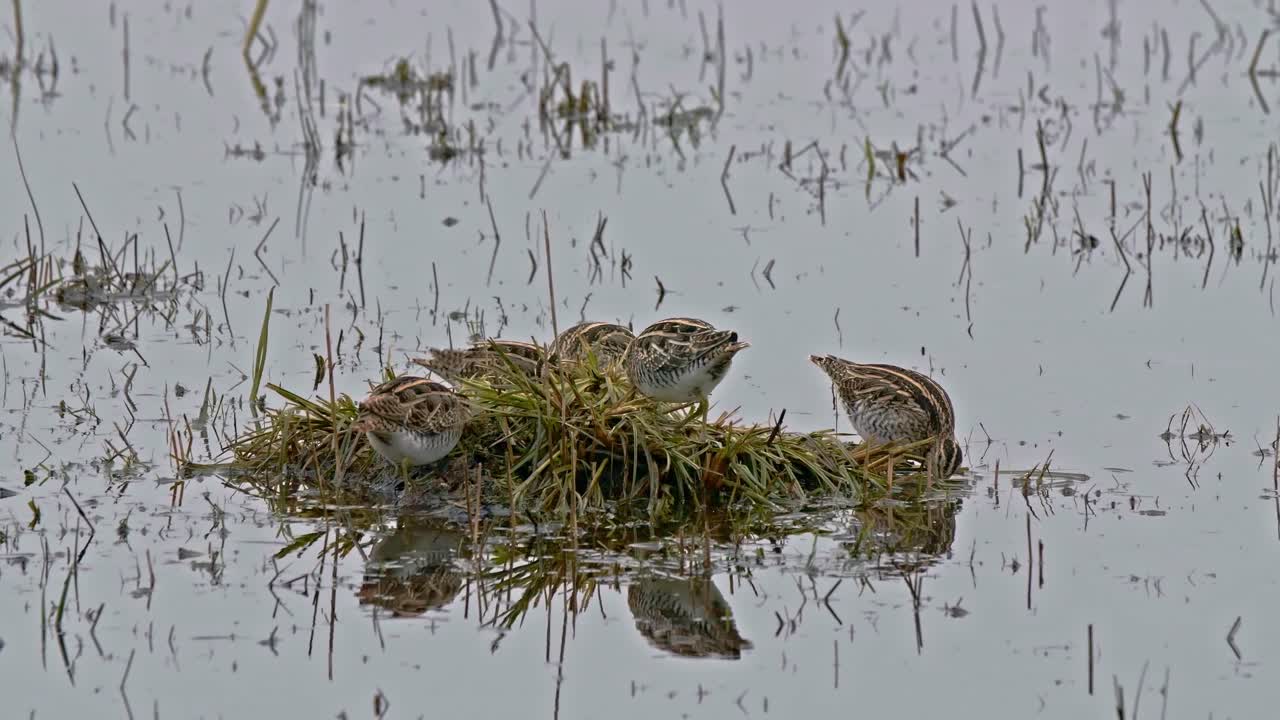 A group of Common snipe feeding on a small island surrounded by water