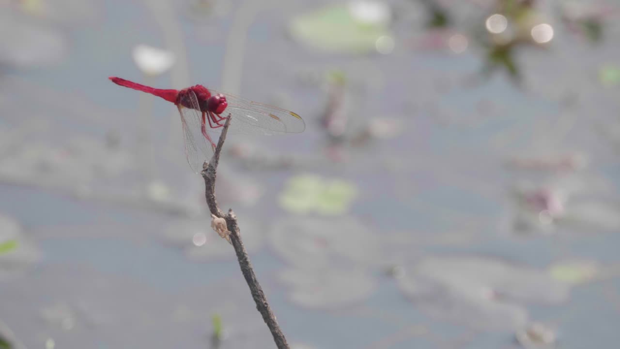 Front Side View Of A Red Dragonfly Resting On A Stick By The Lake