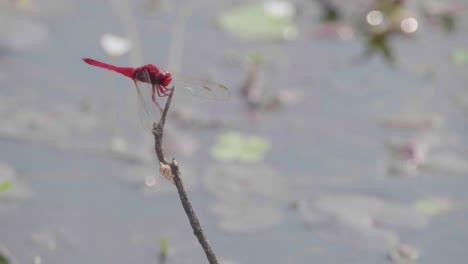 front side view of a red dragonfly resting on a stick by the lake