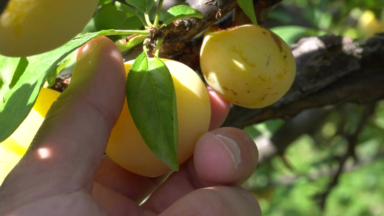 Primo piano di una mano che raccoglie prugne gialle mature da un ramo d'albero sotto la luce solare intensa. Frutta fresca del frutteto pronta per il raccolto con prodotti sani coltivati in casa che crescono naturalmente.
