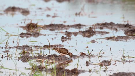 Cavando-Profundamente-En-El-Barro-Como-Se-Ve-En-Un-Campo-De-Arroz-En-Una-Provincia-De-Tailandia