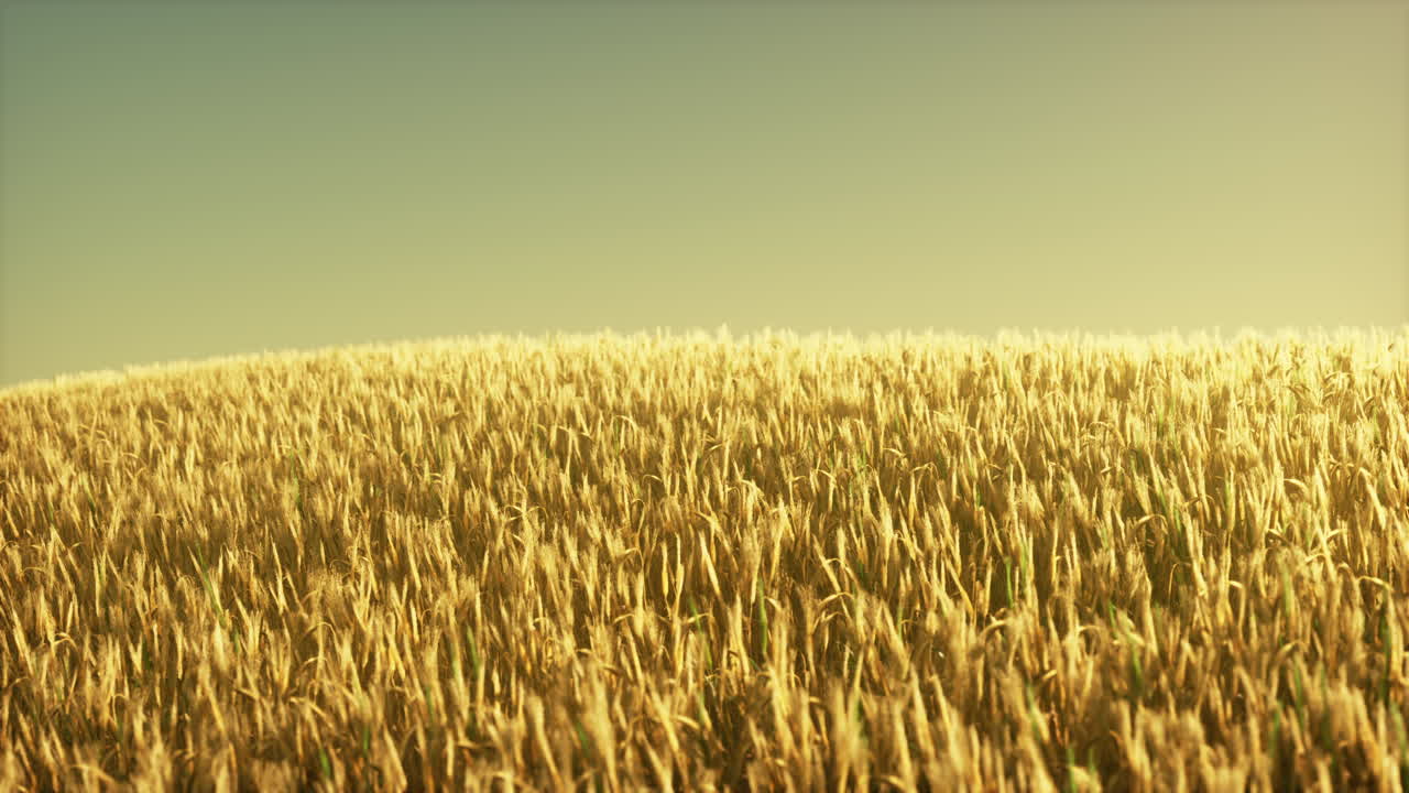 해가 지는 동안 농업용 밀 ⁇