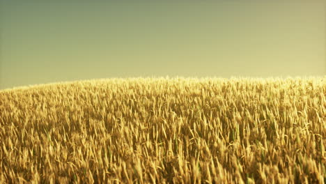 Landwirtschaftliches-Weizenfeld-Unter-Sonnenuntergang